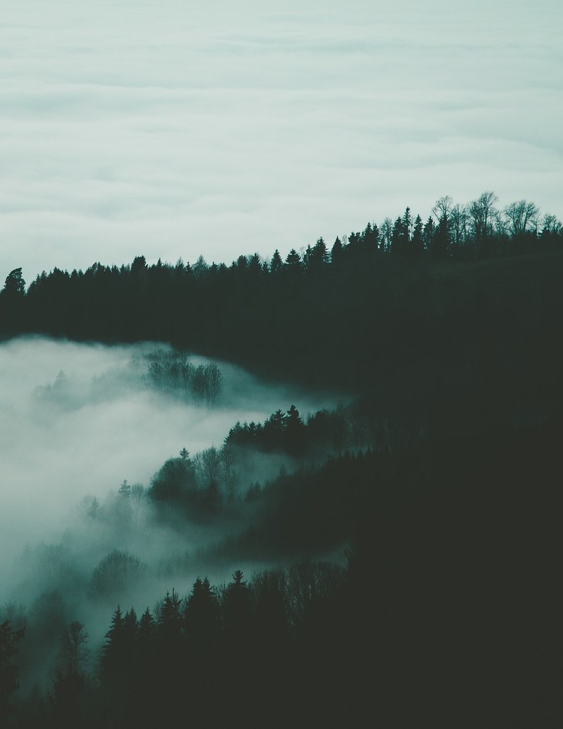dark silhouettes of trees under a cloudy sky, forest in clouds and fog 4k