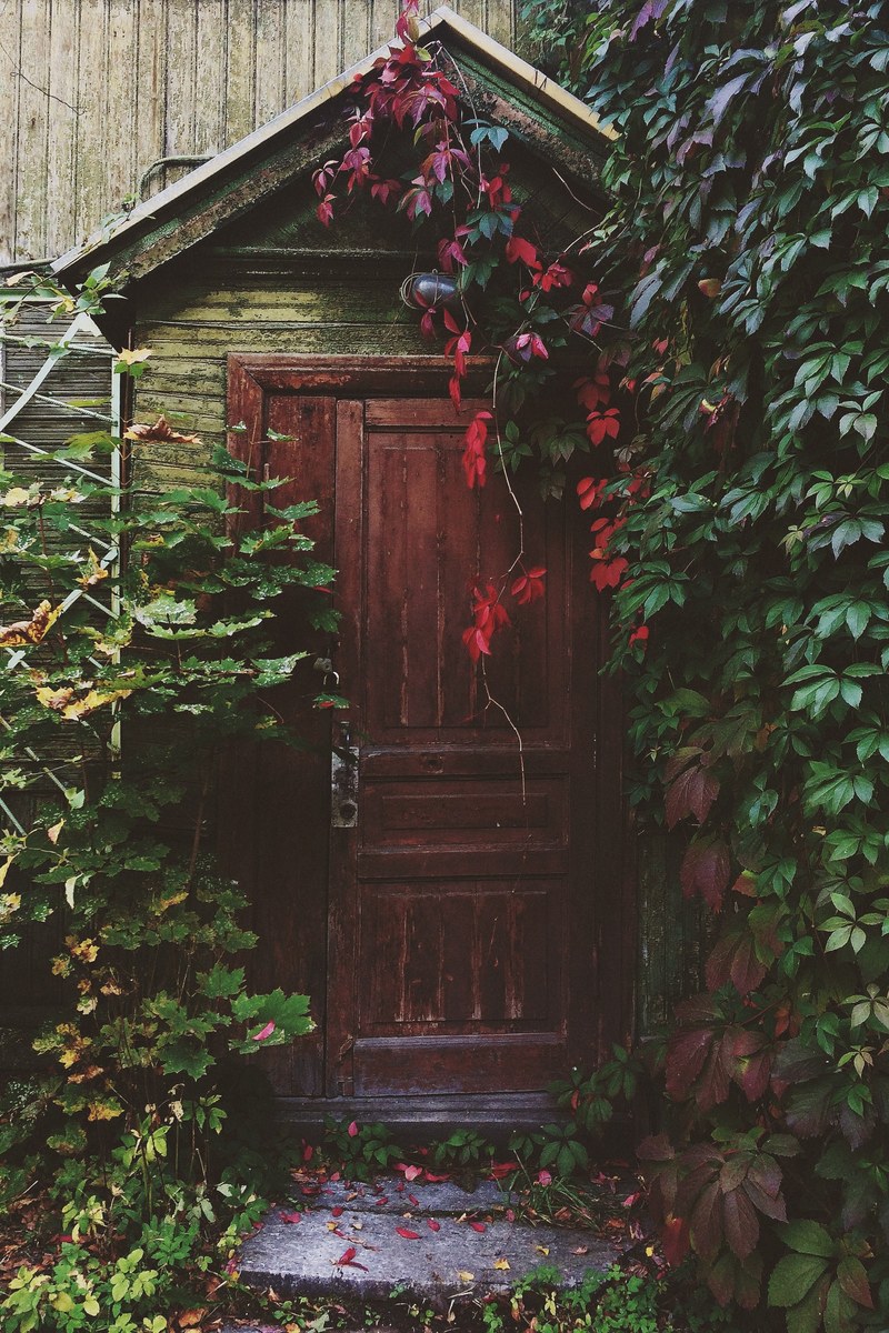 rustic wooden door surrounded by red and green climbing ivy with stone steps and wooden wall in the background, wooden door with climbing ivy 4k