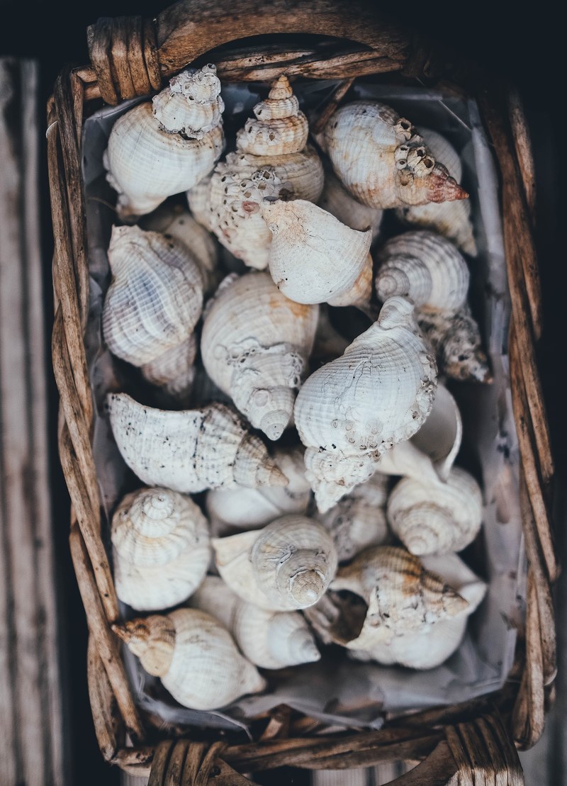 sea shell shell basket and seashell hd, 4k