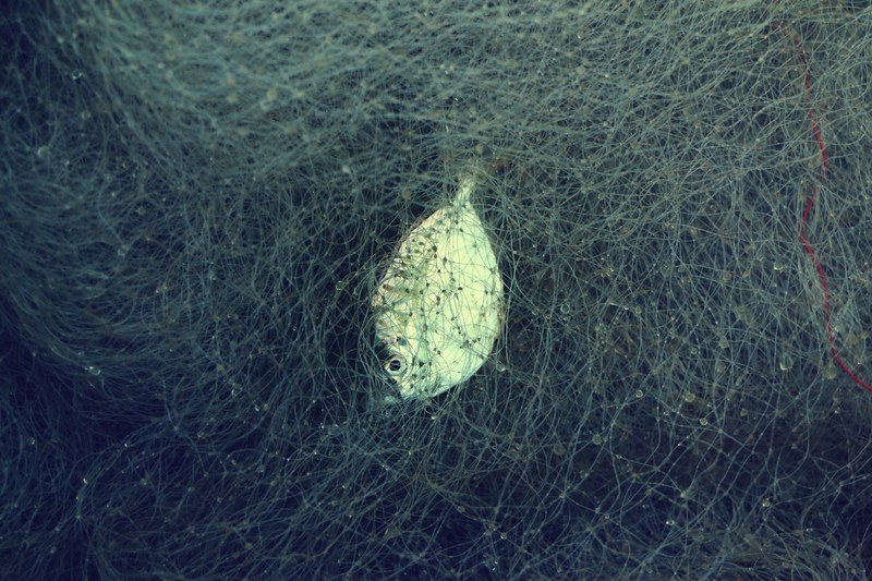 net fish caught and tangled 4k