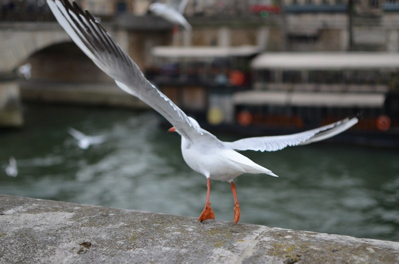 flying pari and bird 4k
