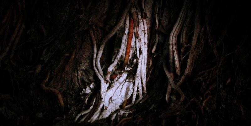 explore exploration forest and vintage 4k