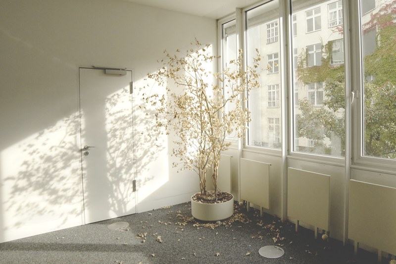 dying tree inside an empty office building sheds its leaves, neglected office plants 4k