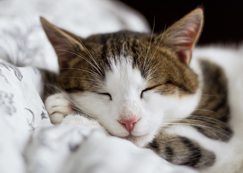 close up of a sleeping white and brown tabby cat, get comfy 4k