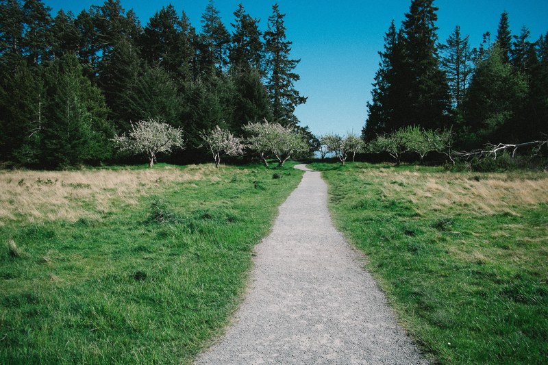 path pathway grass and outdoor 4k
