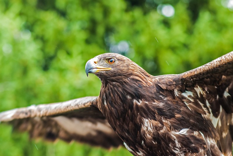 a close up of a hawk preparing to take flight, majestic hawk 4k