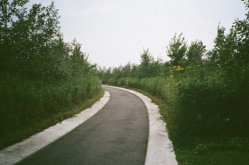 rural walking path lined with lush green foliage, green walking path 4k
