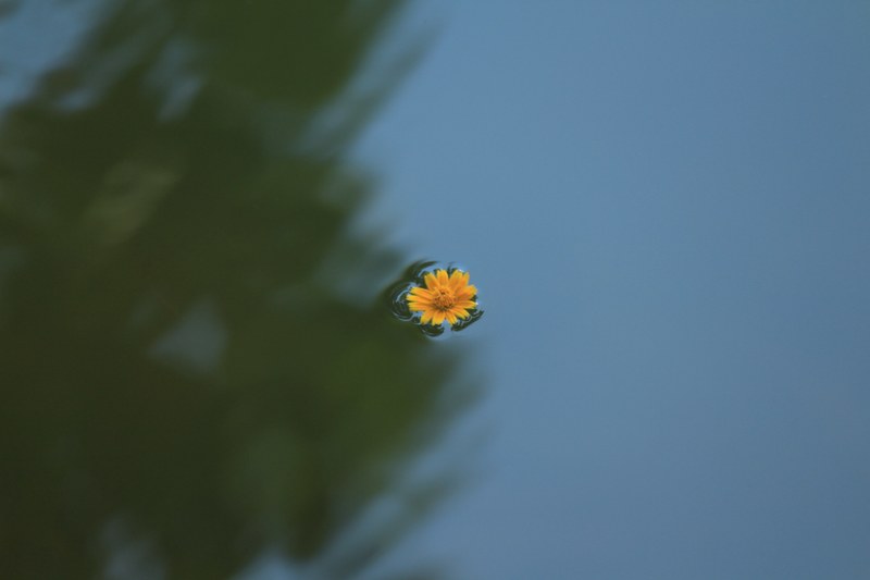 a single yellow flower floating on the surface of water, floating yellow flower 4k