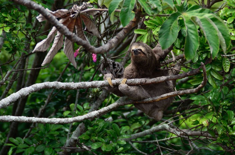 a sloth on a tree branch in a tropical forest, sloth in a tree 4k