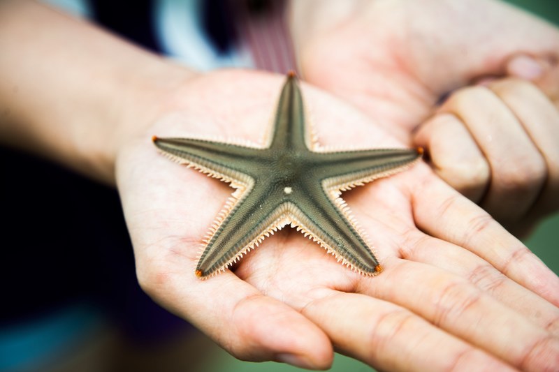 a starfish on a persons hand, starfish in hand 4k