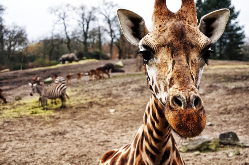 giraffe animal zebra and nature 4k