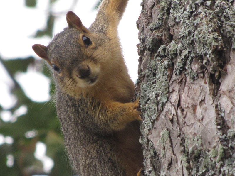 wildlife animal tree squirrel and fox squirrel 4k