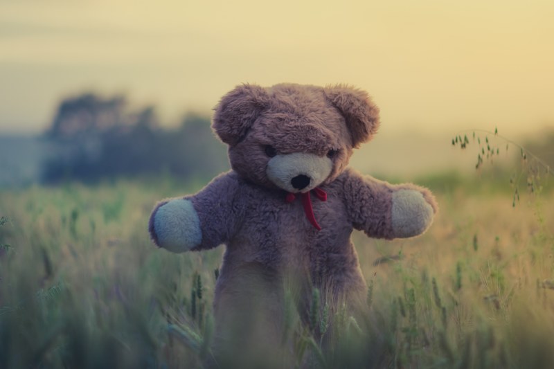 teddy teddy bear field and toy 4k
