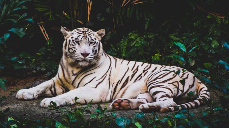 tiger, lying, white, predator, 4k