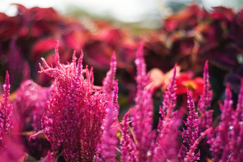 color flower purple and saturated 4k