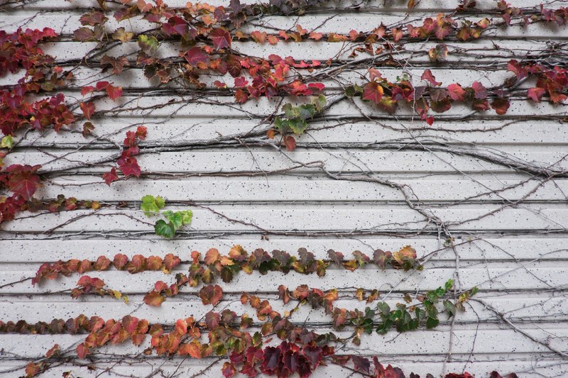dying plant gardening and autumn 4k