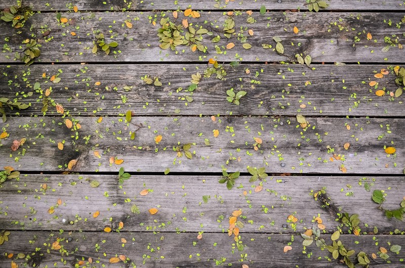plank deck leaf and fall 4k