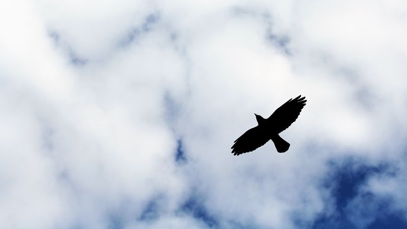 bird, flight, sky, silhouette, clouds, 4k