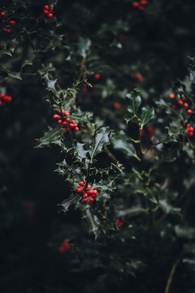 holly berries 4k