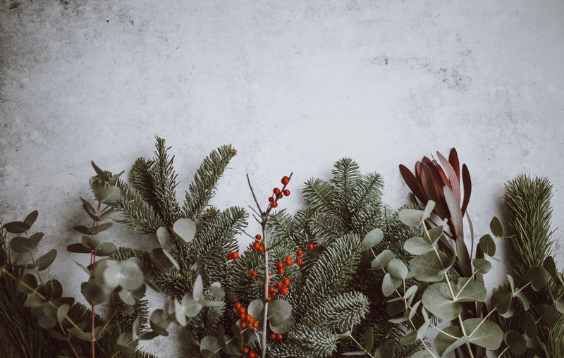 christmas background pine eucalyptus berries 4k