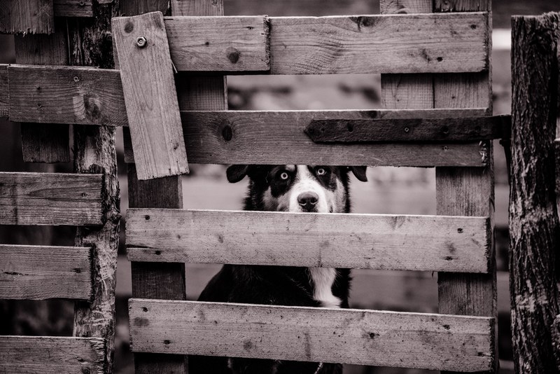 black and white sheepdog sitting behind wooden fence in lipoglav, sheep dog and fence lipoglav 4k