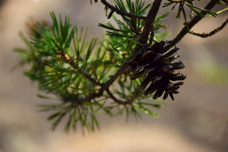 tree pine pine cone and nature 4k