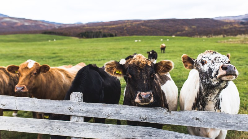 cow animal calf and mammal 4k