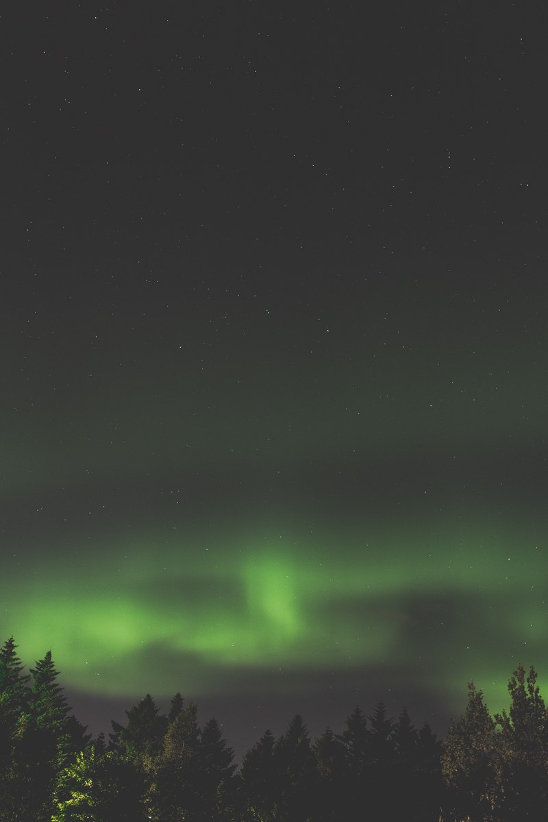 northern lights above the trees against the night sky in reykjavk, aurora boreali in reykjavik 4k