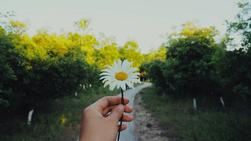 daisy, hand, flower, summer, 4k