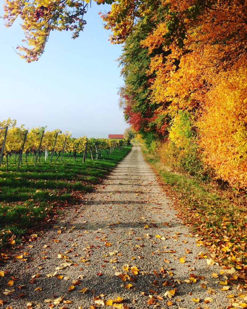 a gravel path between an orchard and a forest in autumn, autumn orchard path 4k