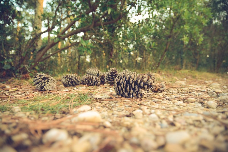 low shot of a number of conifer cones on the forest floor, pine cones on the ground 4k