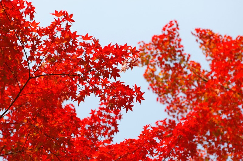tree autumn leafe and foliage 4k