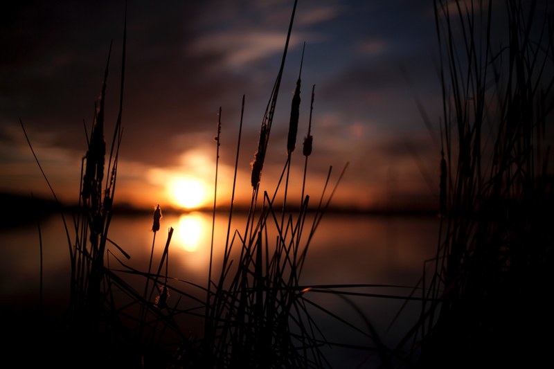 silhouette of tall grass during sunset, tall grass silhouette at sunset 4k