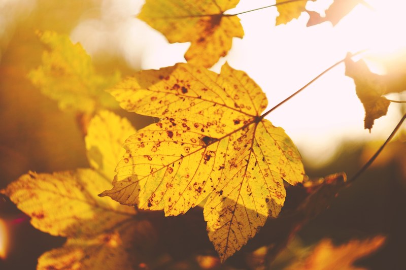 maple leaf seasonal fall and autumn 4k