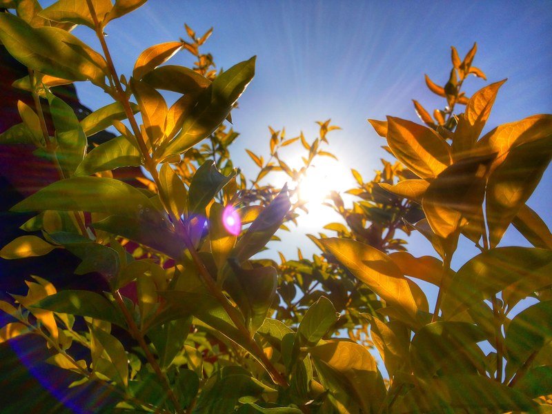 a low angle shot of sunlight breaking through green tree leaves, sunny thicket 4k