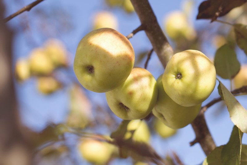 apple tree fruit and apple picking 4k