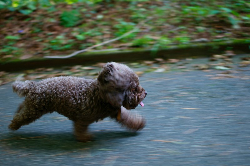 a cute little brown puppy running while sticking his tongue out, cute puppy running 4k