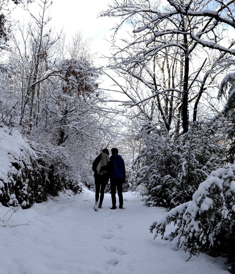 walk couple tree and love hd, 4k