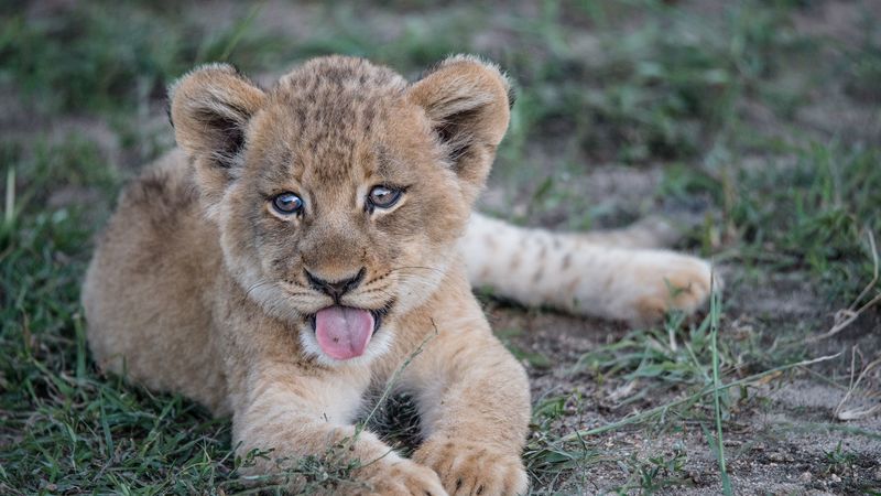 lion cub, muzzle, protruding tongue, 4k