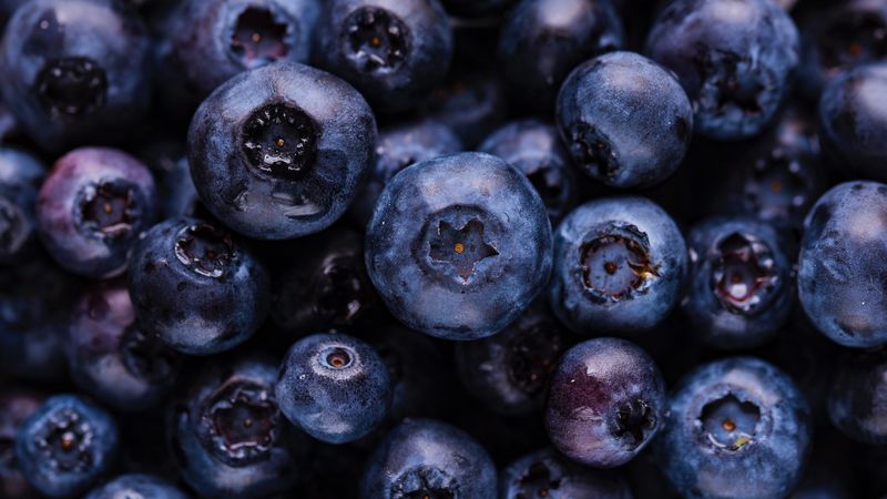 blueberries, berries, ripe, 4k