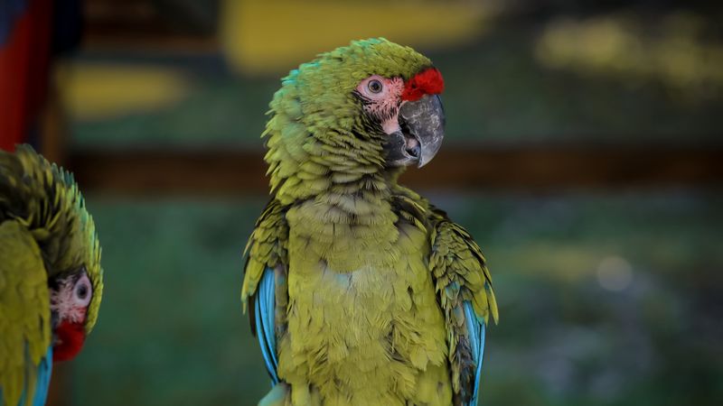 macaw, parrot, bird, green, 4k