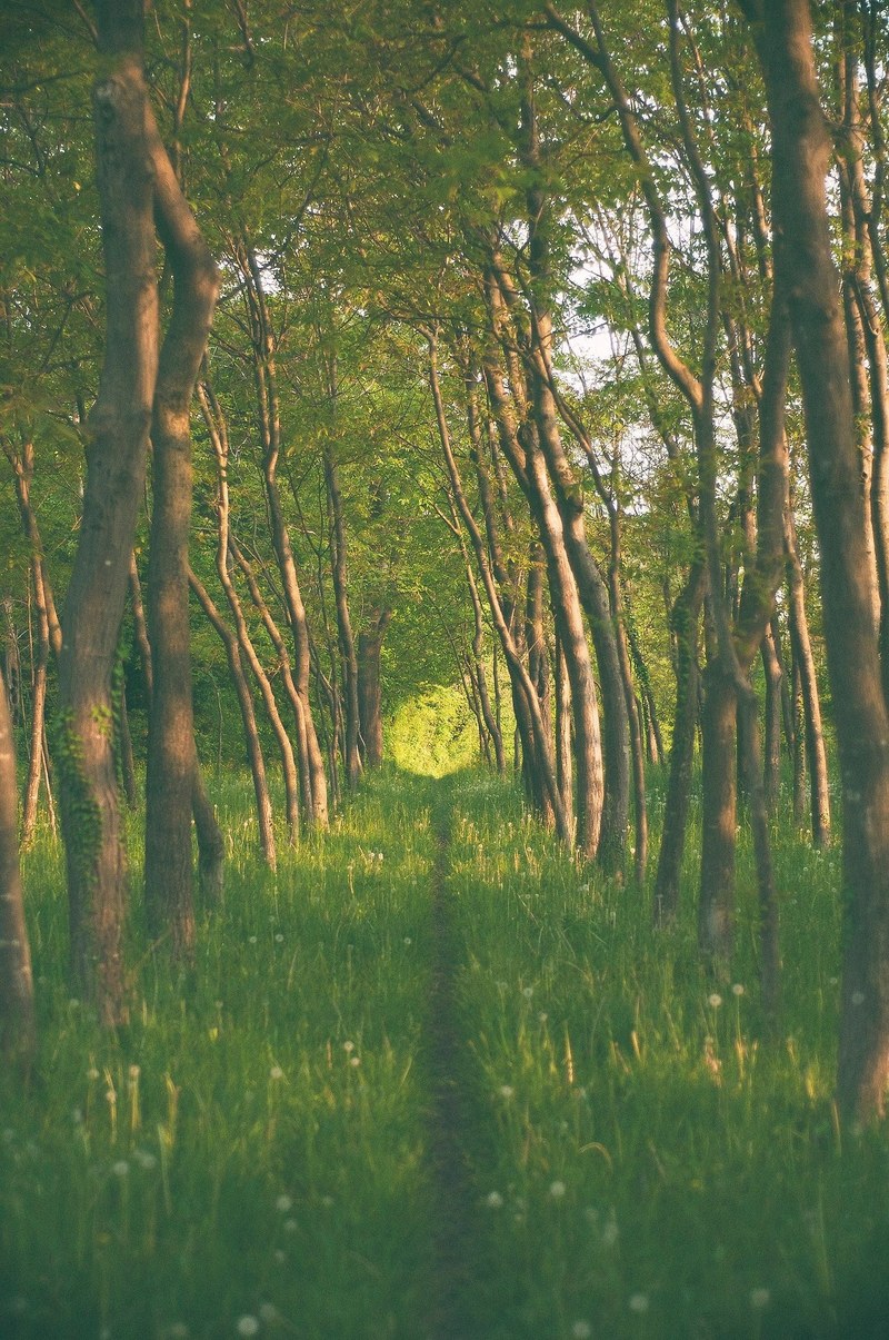 a grassy trail through a grove on a sunny day, grove trail 4k