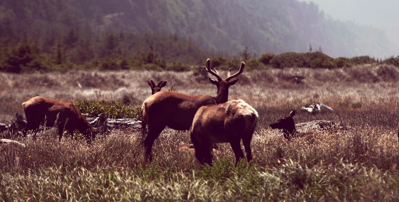 animal deer stag and wild 4k