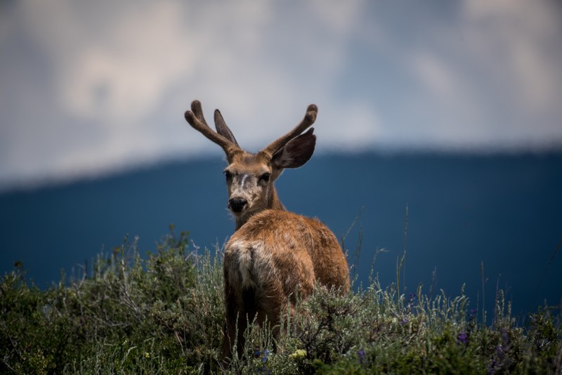 deer with fuzzy antlers looks back in a grassy field, wild deer 4k