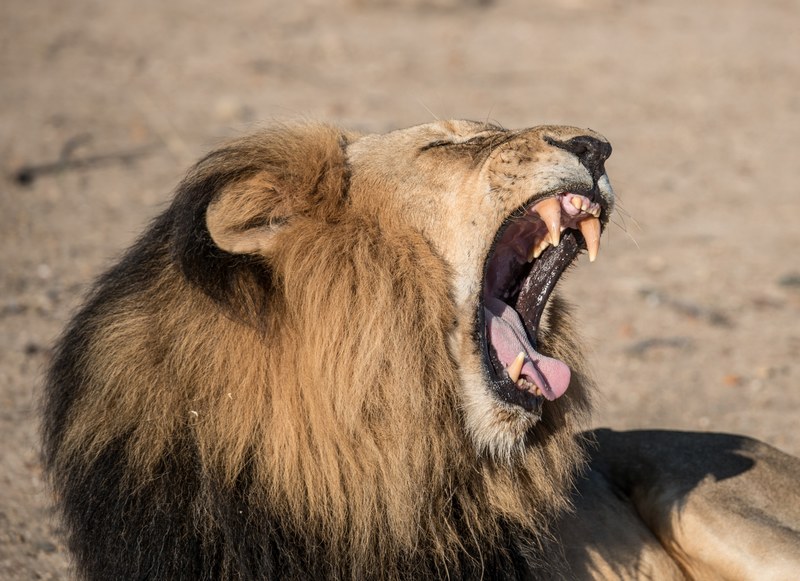 male lion with mane in wild yawning showing big teeth and resting at kapama river lodge, roaring lion 4k