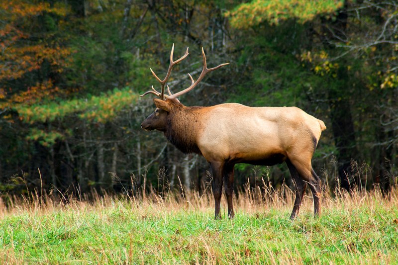 moose animal elk and mammal 4k