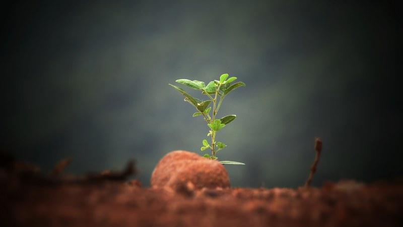 plant green seedling and soil 4k