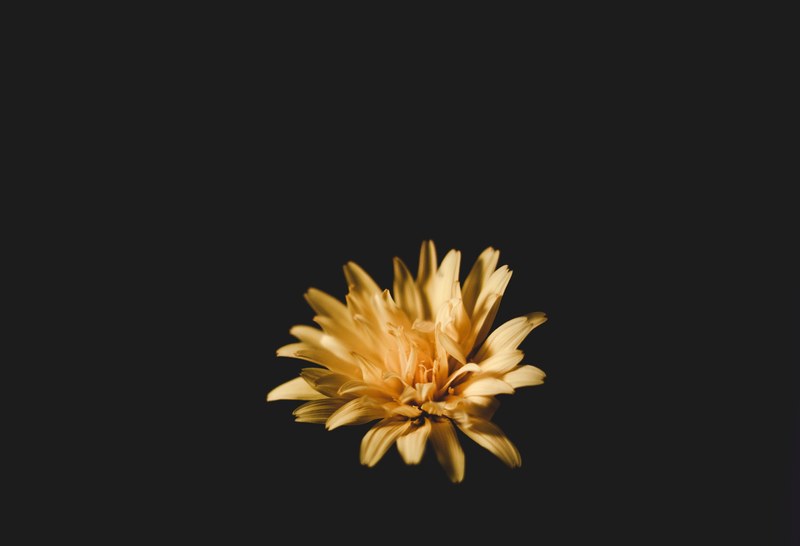 a light orange flower with delicate petals against a black background, fire flower 4k