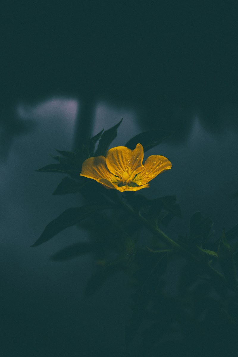 a dim shot of a single yellow flower against a dark background, yellow flower in the dark 4k