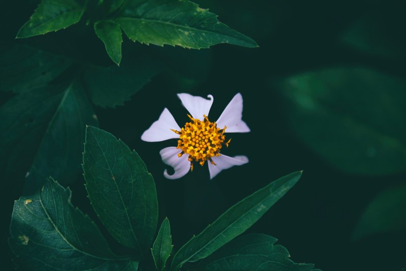 close up of a flower with a yellow center and five white petals, first flower 4k